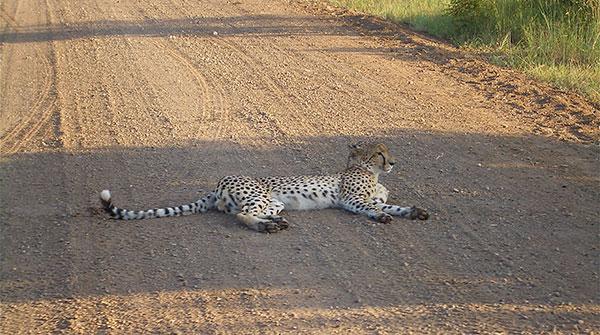 8.Cheetah-Roadblock