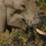 Horseback Safari Elephant