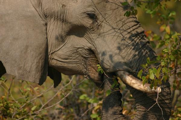 Horseback Safari Elephant