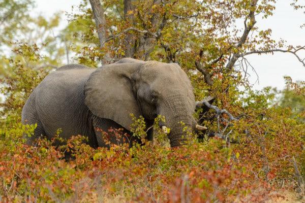 Horseback Safari Elephant
