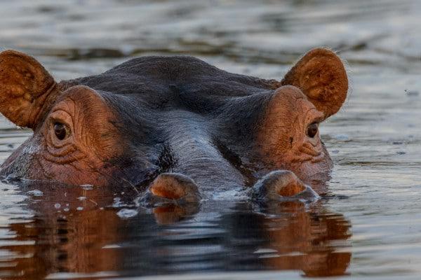 Horseback Safari Hippo