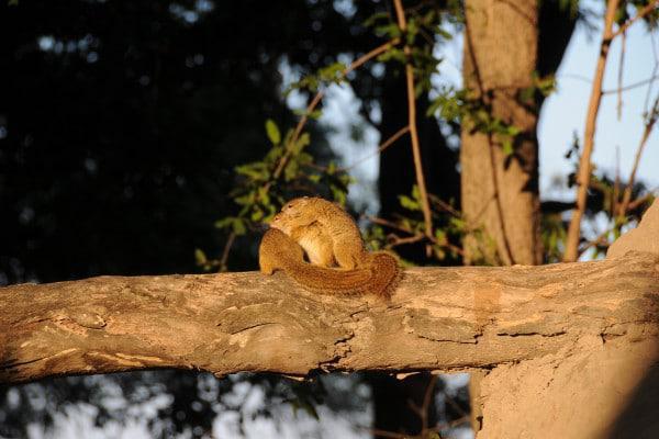 Horseback Safari Wildlife