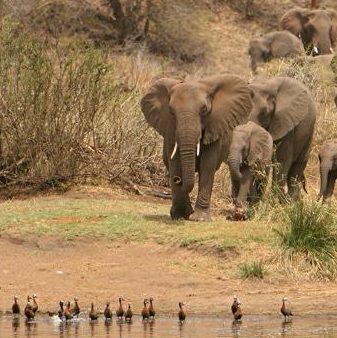 Kruger Elephants