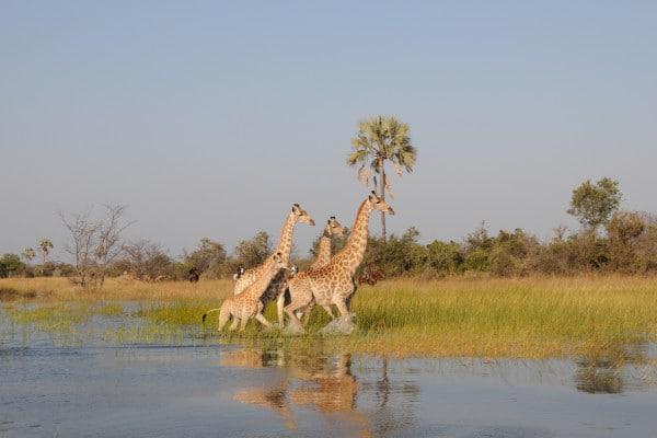 Horseback Safari Giraffe