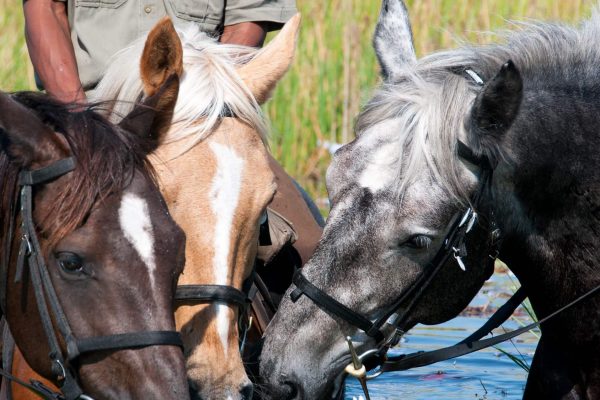 Horseback Safari Horses