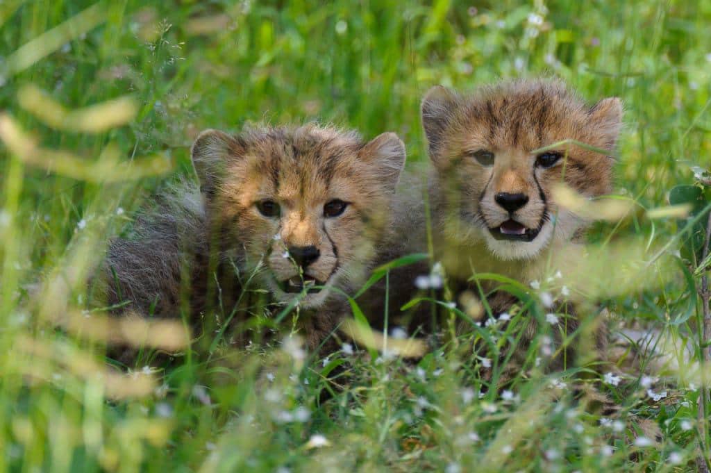 Cheetah Cubs Botswana