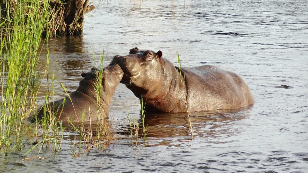 Botswana Hippos