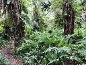 Deep in the Kosi Forest